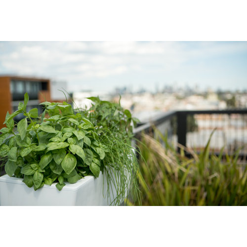 Symple Stuff Trotwood SelfWatering Plastic Wall Planter & Reviews